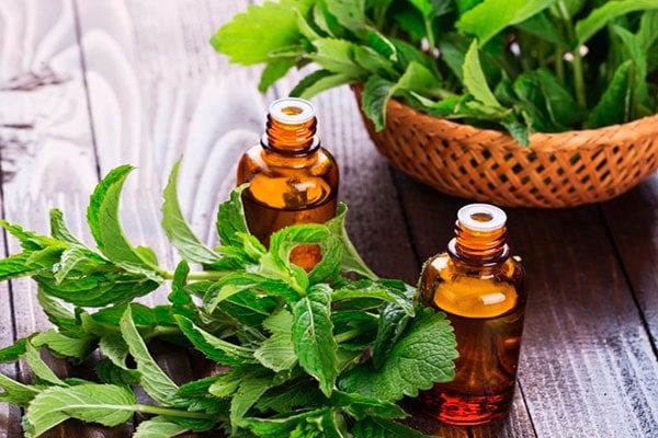 óleo de hortelã